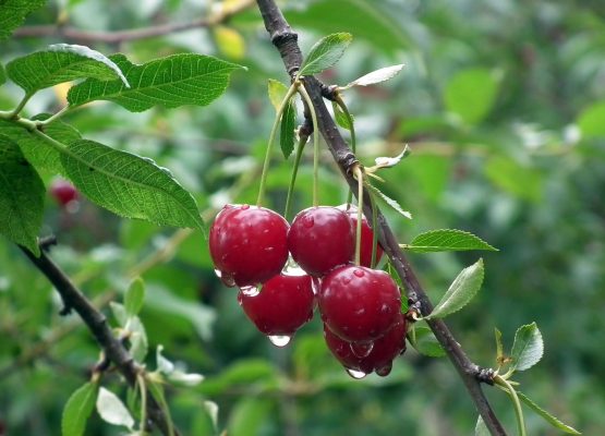 fruit-3235152-scaled